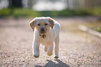 Labrador Retriever Puppy