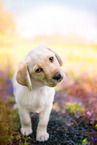 Labrador Retriever Puppy