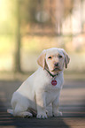 Labrador Retriever Puppy