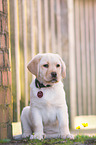 Labrador Retriever Puppy