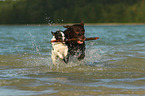 Labrador Retriever and Parson Russell Terrier