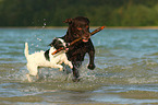 Labrador Retriever and Parson Russell Terrier