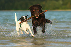 Labrador Retriever and Parson Russell Terrier