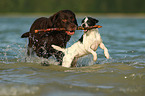 Labrador Retriever and Parson Russell Terrier