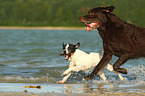 Labrador Retriever and Parson Russell Terrier