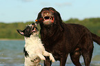 Labrador Retriever and Parson Russell Terrier