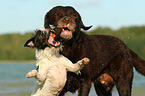 Labrador Retriever and Parson Russell Terrier