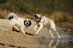 2 dogs