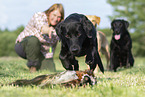 Labrador Retriever at hunt