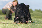 Labrador Retriever at hunt