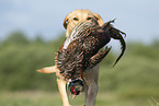 Labrador Retriever retrieves pheasant
