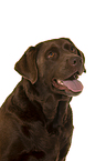 Labrador Retriever Portrait