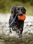 playing Labrador Retriever