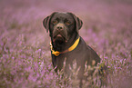Labrador Retriever Portrait