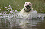 running Labrador Retriever