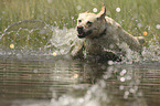 running Labrador Retriever