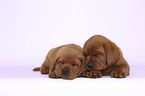 2 Labrador Retriever Puppies