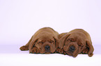 2 Labrador Retriever Puppies