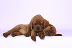 2 Labrador Retriever Puppies