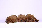 3 Labrador Retriever Puppies