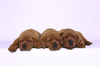 3 Labrador Retriever Puppies