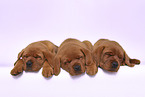 3 Labrador Retriever Puppies