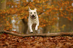 jumping Labrador Retriever