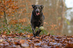 running Labrador Retriever