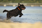 running Labrador Retriever