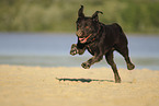 running Labrador Retriever