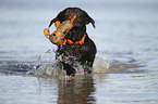 playing Labrador Retriever