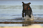 running Labrador Retriever