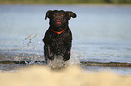 running Labrador Retriever