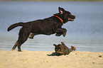 jumping Labrador Retriever