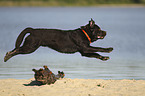 jumping Labrador Retriever