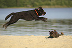 jumping Labrador Retriever