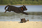 jumping Labrador Retriever