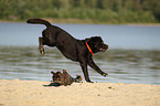 jumping Labrador Retriever