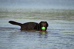 playing Labrador Retriever