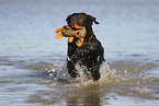 playing Labrador Retriever