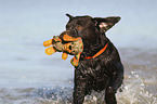 playing Labrador Retriever