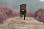 running Labrador Retriever