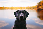 Labrador Retriever Portrait