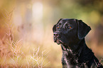 Labrador Retriever Portrait