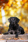 lying Labrador Retriever