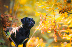 Labrador Retriever Portrait
