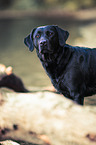 Labrador Retriever Portrait