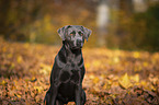 sitting Labrador Retriever