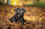 lying Labrador Retriever