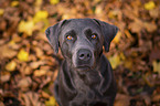 Labrador Retriever Portrait